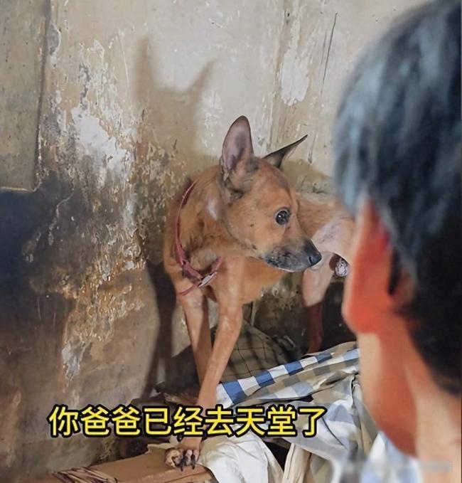 不吃不喝守尸一周 忠犬泪别已故主人看哭全网
