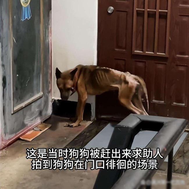 不吃不喝守尸一周 忠犬泪别已故主人看哭全网