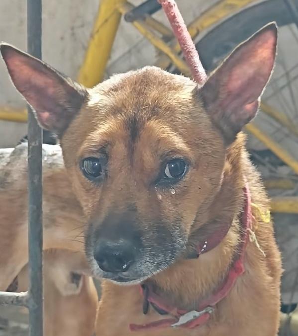 不吃不喝守尸一周 忠犬泪别已故主人看哭全网