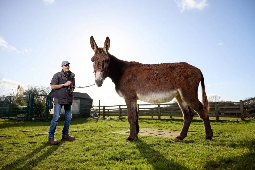 世界第一巨驴! 身高167公分刷新健力士世界纪录