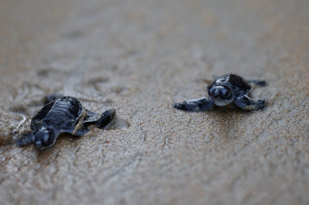 东(已签发):彭渔业局指小海龟放生后遭人“回收”视频非发生在彭亨