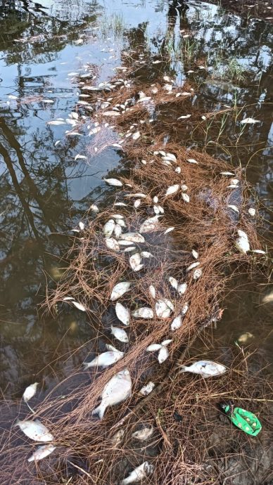 东：已签发：关丹哥罗乐公园惊现大批鱼只集体死亡，晨跑者驻足围观，员工紧急划船打捞。