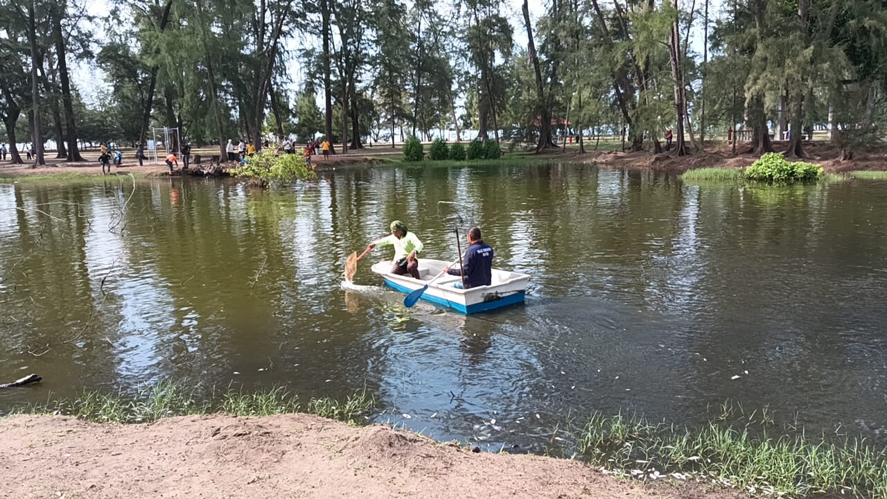 东：已签发：关丹哥罗乐公园惊现大批鱼只集体死亡，晨跑者驻足围观，员工紧急划船打捞。