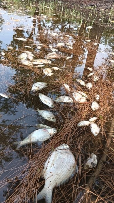 东：已签发：关丹哥罗乐公园惊现大批鱼只集体死亡，晨跑者驻足围观，员工紧急划船打捞。