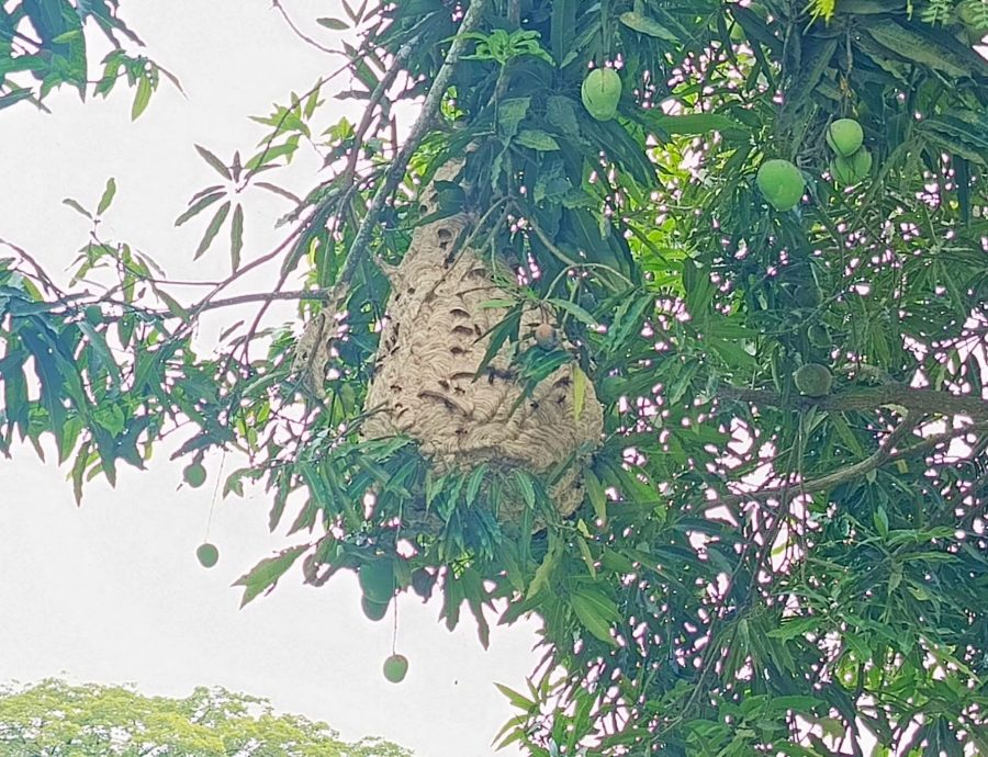 东:文德甲新村虎头蜂窝,村民要求有关当局协助消除