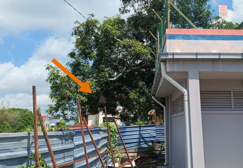 东:文德甲新村虎头蜂窝,村民要求有关当局协助消除