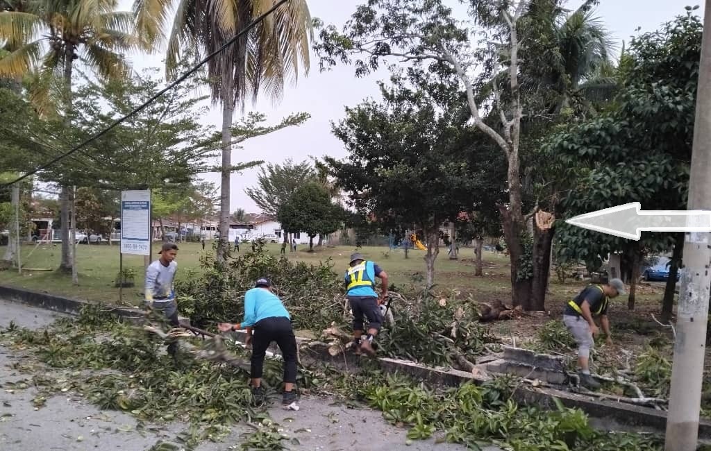 东：淡马鲁突发狂风暴雨，造成大树倒下压中停泊在路旁的轿车，还压扯该路段的国能电线至路面。