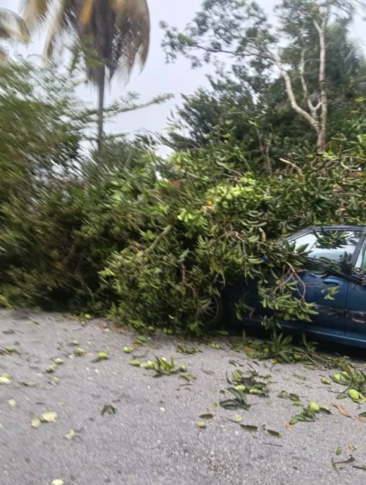 东：淡马鲁突发狂风暴雨，造成大树倒下压中停泊在路旁的轿车，还压扯该路段的国能电线至路面。