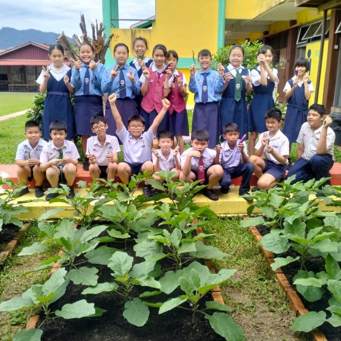 东:金马扬华小学生种植蔬菜努力耕耘终收成
