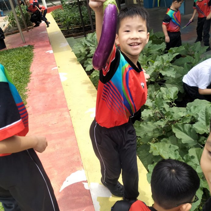 东:金马扬华小学生种植蔬菜努力耕耘终收成