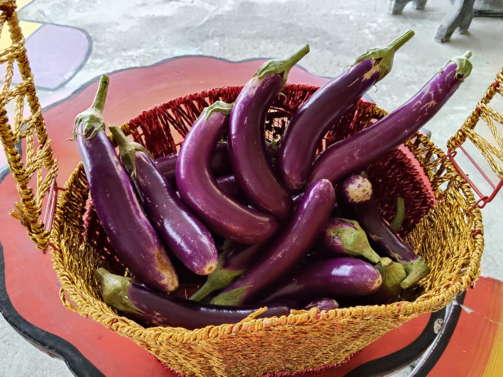 东:金马扬华小学生种植蔬菜努力耕耘终收成