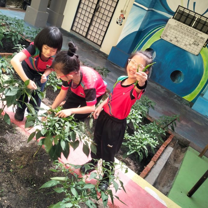 东:金马扬华小学生种植蔬菜努力耕耘终收成