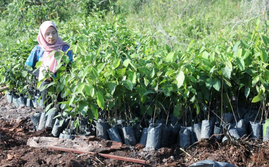 东:(已签发) 马来西亚最大泥炭沼泽森林植树活动
