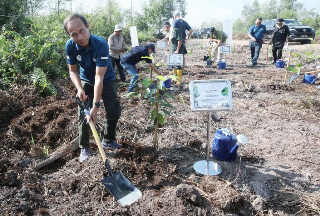 东:(已签发) 马来西亚最大泥炭沼泽森林植树活动