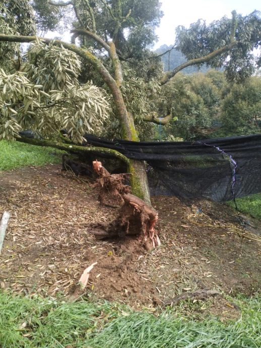 东：（已签发）16榴梿树被狂风摧毁，园主损失惨重