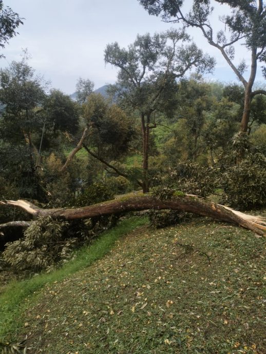 东：（已签发）16榴梿树被狂风摧毁，园主损失惨重