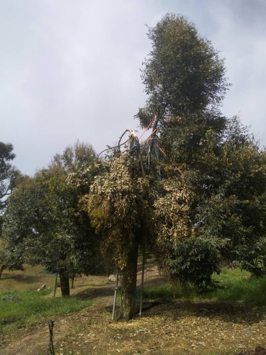 东：（已签发）16榴梿树被狂风摧毁，园主损失惨重