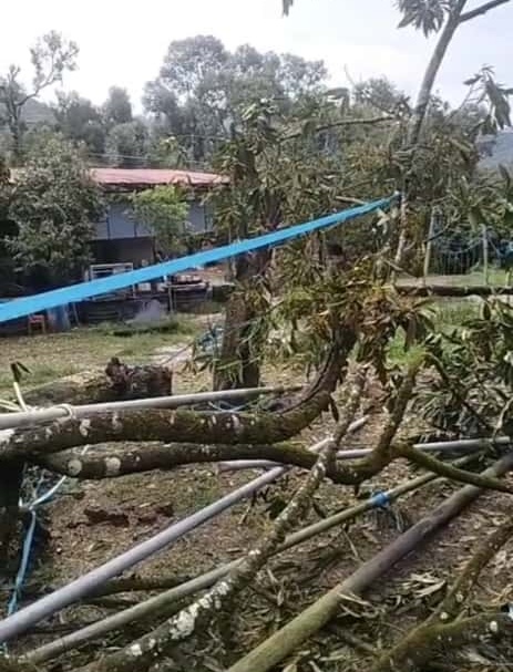 东：（已签发）16榴梿树被狂风摧毁，园主损失惨重