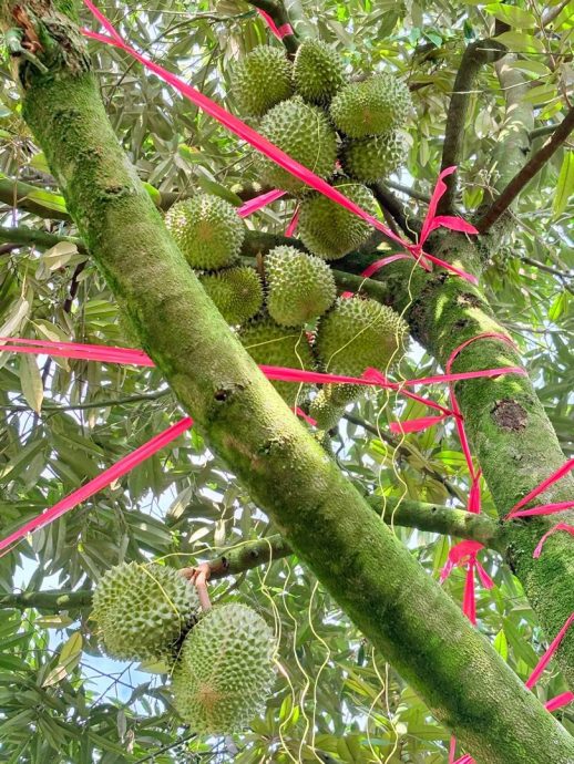 东:(已签发)9月学校假期逢榴梿小季节,劳勿度假村客房预订近爆满