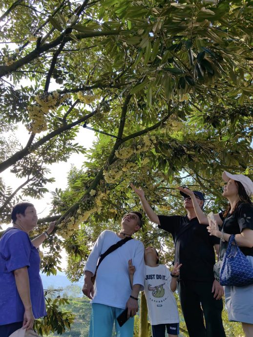 东:(已签发)9月学校假期逢榴梿小季节,劳勿度假村客房预订近爆满