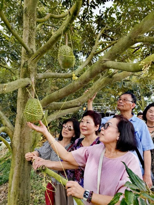东:(已签发)9月学校假期逢榴梿小季节,劳勿度假村客房预订近爆满