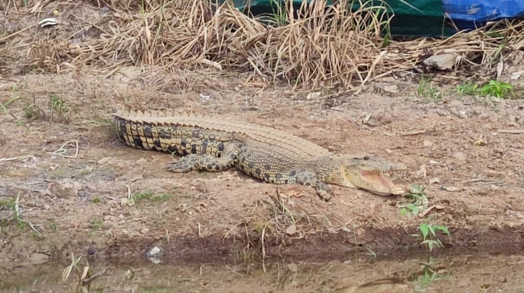 东：（已签发）传说中的和平协议 彭亨的鳄鱼不咬人