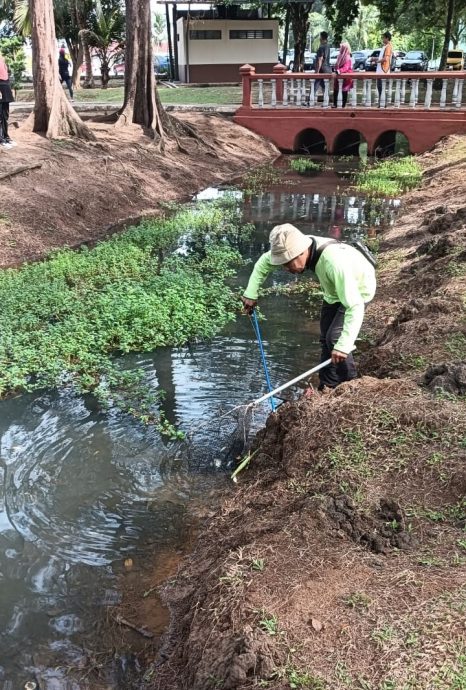 东：（已签发）关丹哥罗乐公园湖泊死鱼涌现 市政厅：无法预料的自然现象