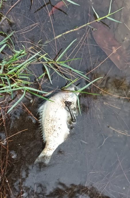 东：（已签发）关丹哥罗乐公园湖泊死鱼涌现 市政厅：无法预料的自然现象