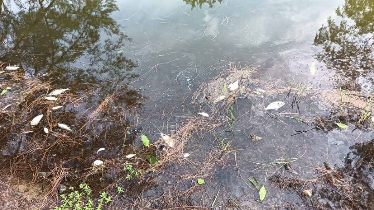 东：（已签发）关丹哥罗乐公园湖泊死鱼涌现 市政厅：无法预料的自然现象