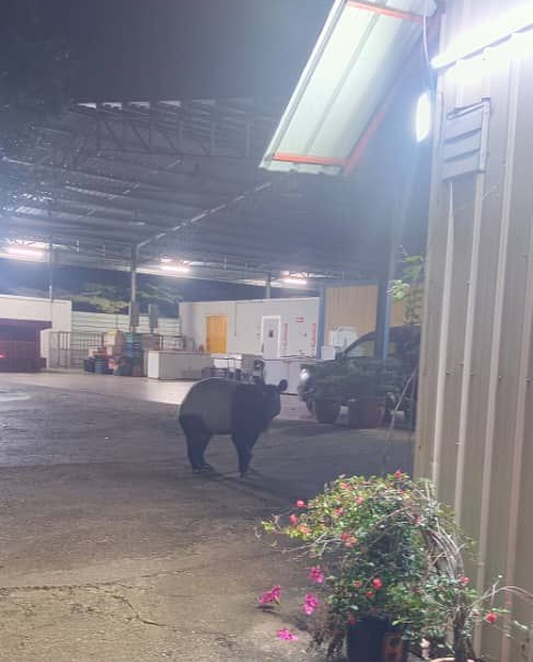 东：（已签发）马来貘到榴梿园觅食