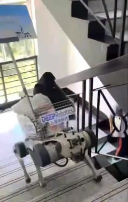 中国开学奇景!机械狗现身校园 帮学生搬运重物“轻松爬楼梯”
