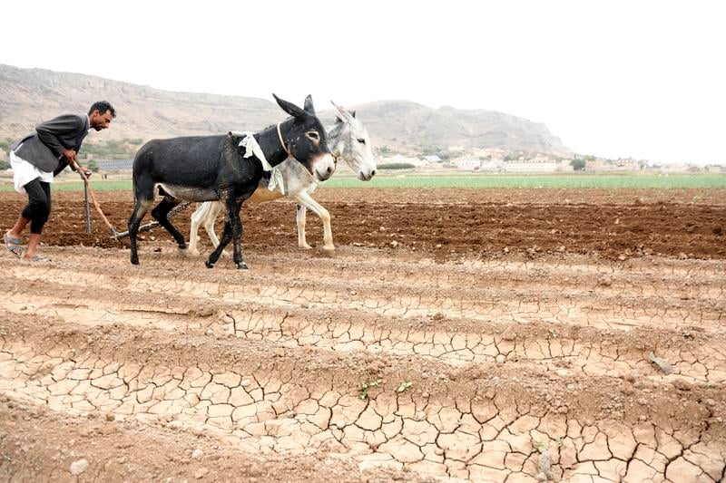 中国缺驴 供货商马肉充驴肉获刑