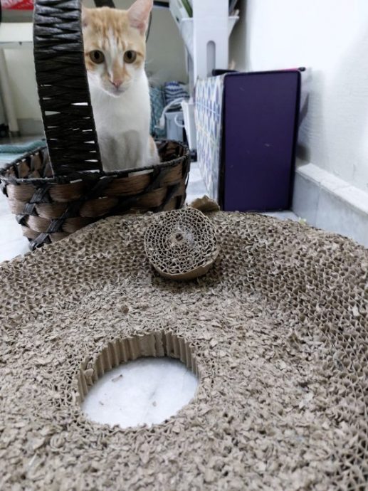 为浪浪而创展览，分享毛孩的艺术细胞