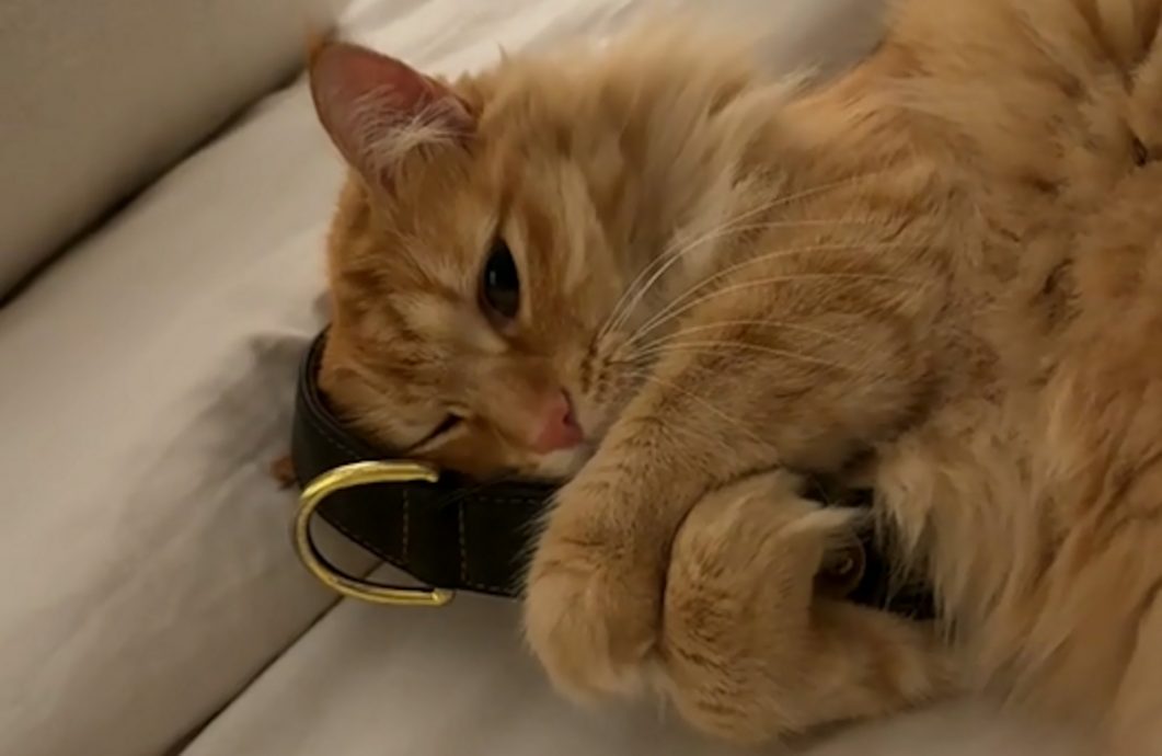 供星洲网:好友“大金毛”去世8个月 重情猫咪抱遗物入睡