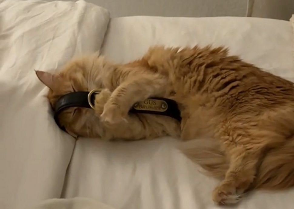 供星洲网:好友“大金毛”去世8个月 重情猫咪抱遗物入睡