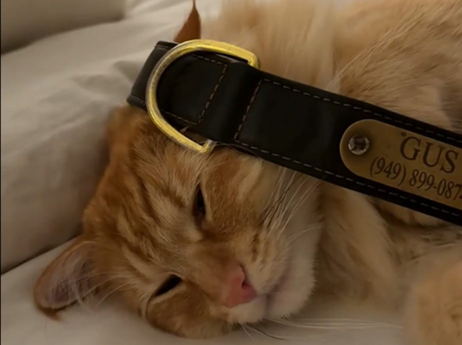 供星洲网:好友“大金毛”去世8个月 重情猫咪抱遗物入睡