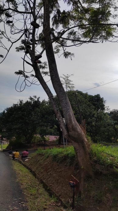 供星洲网：恶作剧者把数双破烂包鞋悬挂在树，大煞风景！