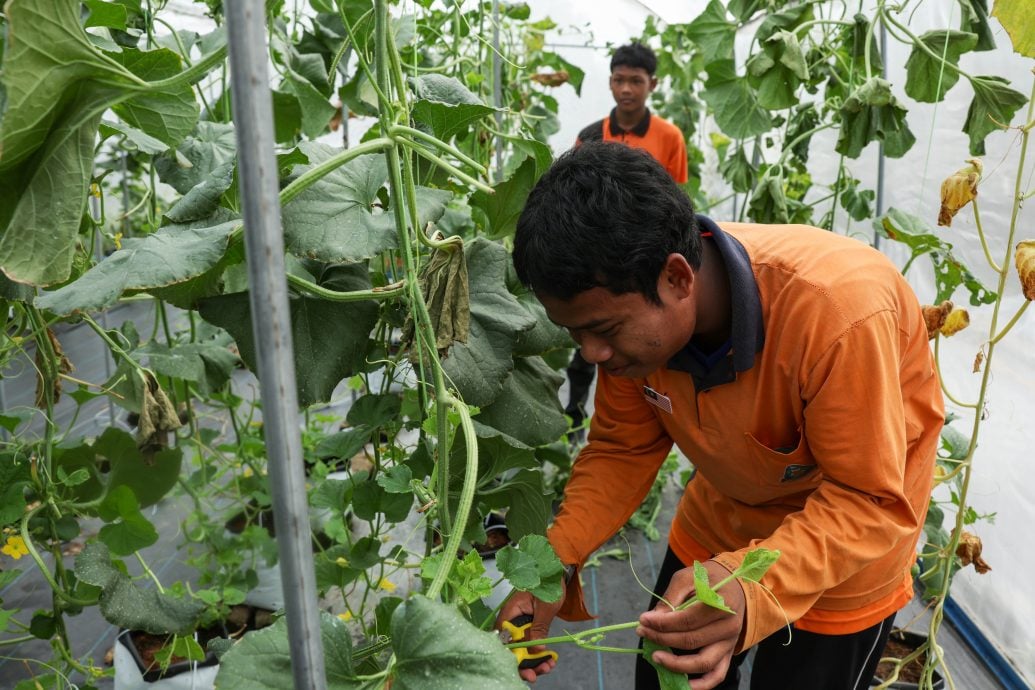 全国/暖势力/:蜜瓜种植计划成为助特殊教育学生转型的媒介。