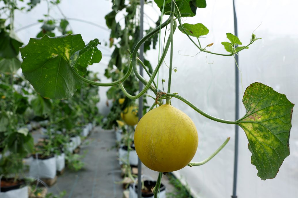 全国/暖势力/:蜜瓜种植计划成为助特殊教育学生转型的媒介。