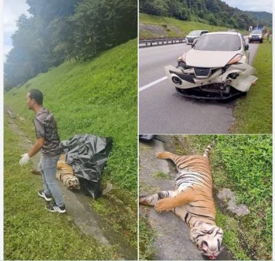 全国:求真: 马来亚虎被撞死属旧闻 民众勿分享