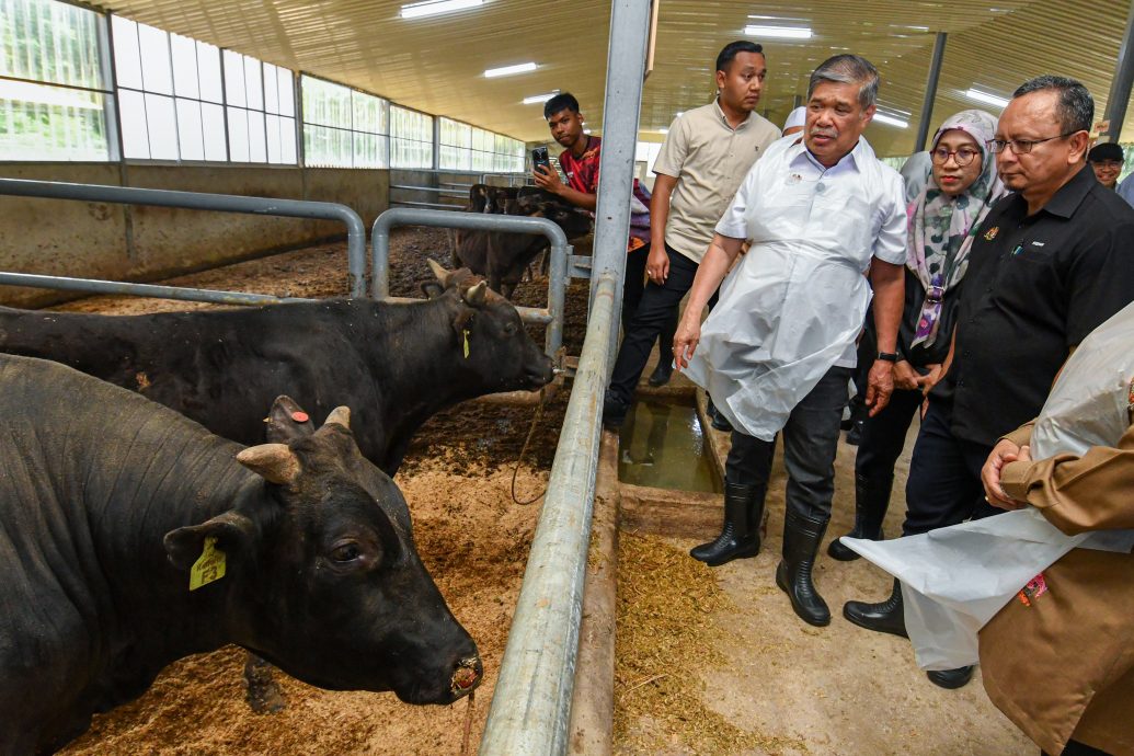 莫哈末沙布：反刍动物走私活动冲击本地畜牧业及存在传播疾病风险