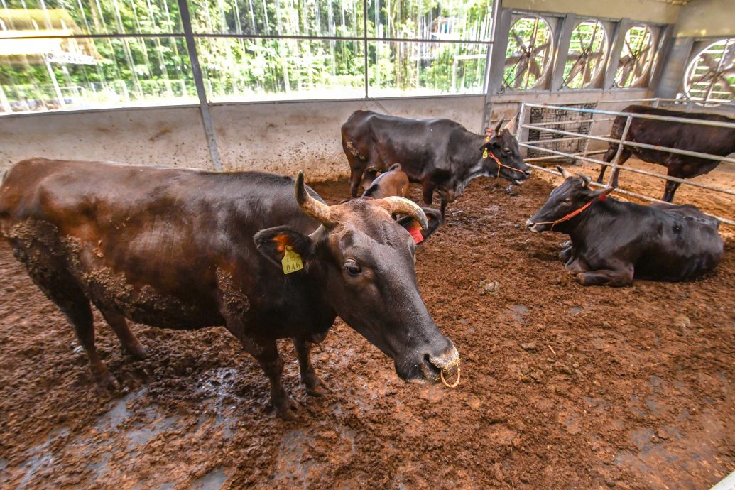 莫哈末沙布：反刍动物走私活动冲击本地畜牧业及存在传播疾病风险