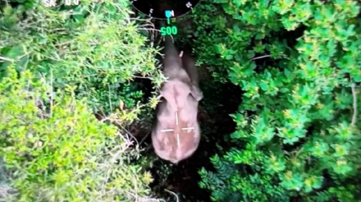 凌晨出没在而连突健康诊所附近,雄性野象成功被捕获。