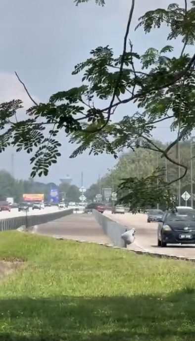 南北大道上演追捕行动 4人制伏休旅车司机