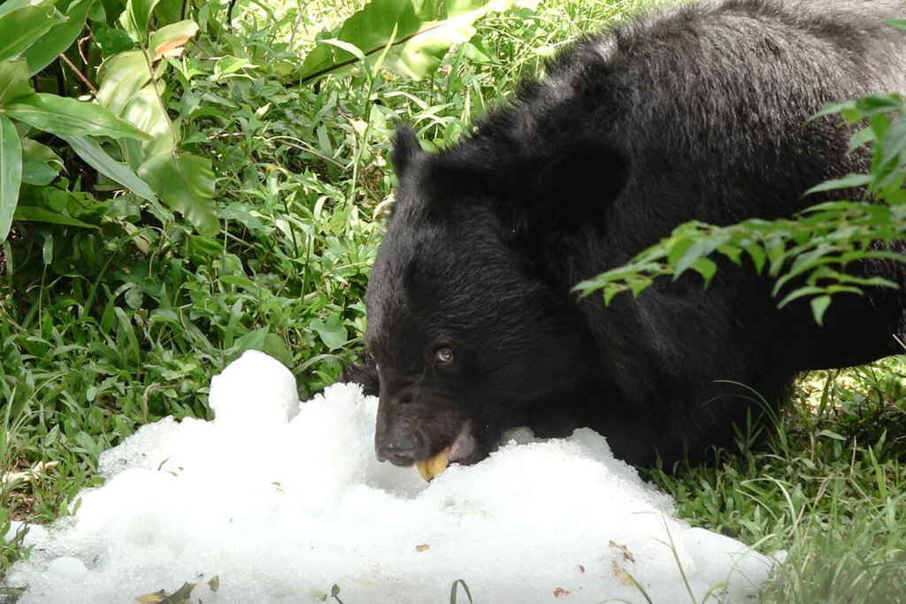 台北动物园消暑新招 黑熊、水獭享用客制化冰品