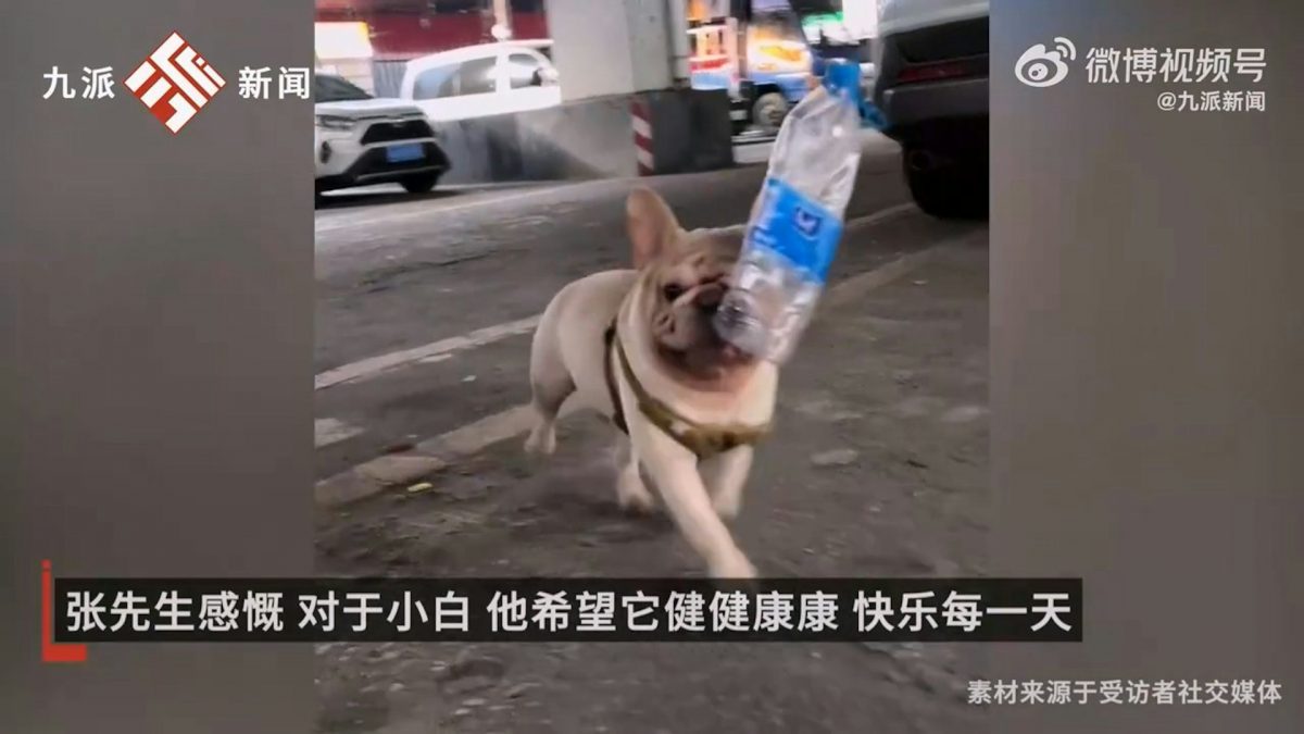 叼捡宝特瓶半小时一麻袋 斗牛犬为主人存1万收入