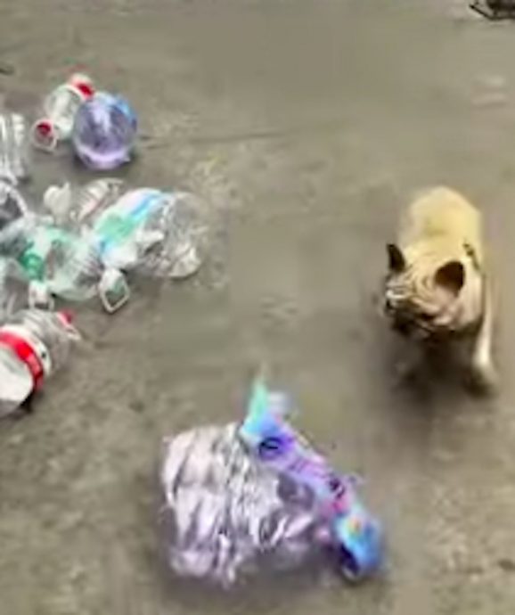 叼捡宝特瓶半小时一麻袋 斗牛犬为主人存1万收入