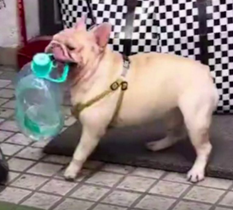 叼捡宝特瓶半小时一麻袋 斗牛犬为主人存1万收入