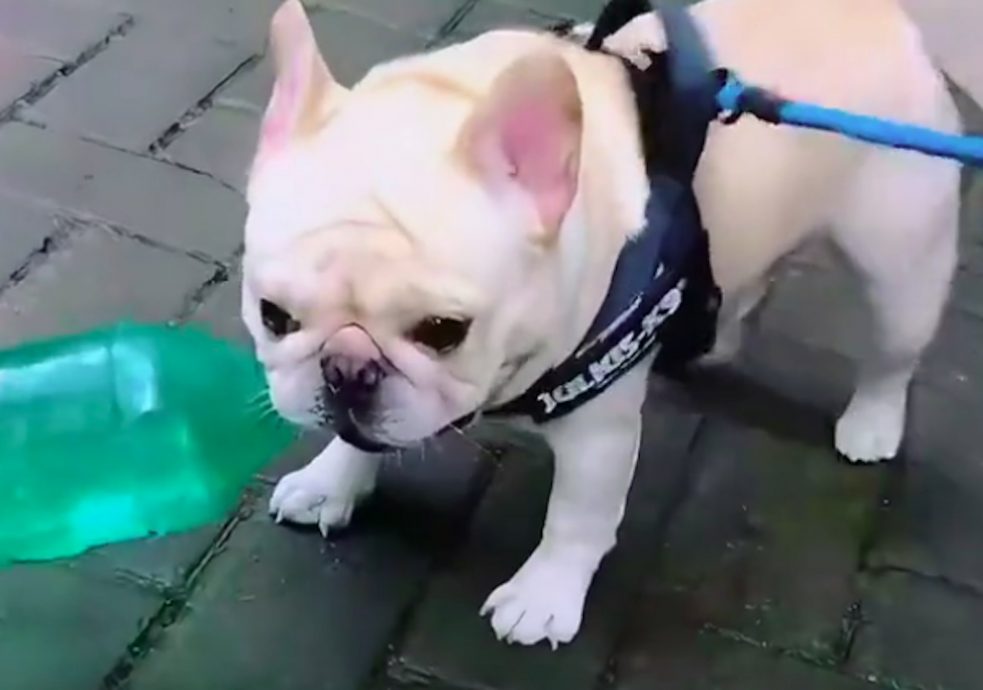 叼捡宝特瓶半小时一麻袋 斗牛犬为主人存1万收入