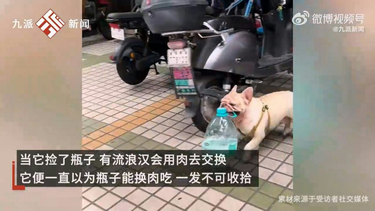叼捡宝特瓶半小时一麻袋 斗牛犬为主人存1万收入